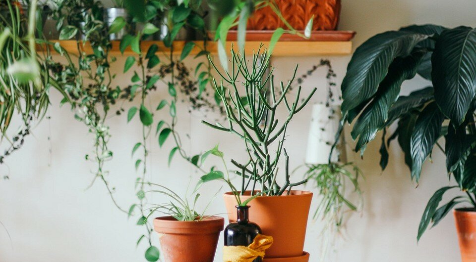 9 самых нестандартных способов расставить комнатные растения